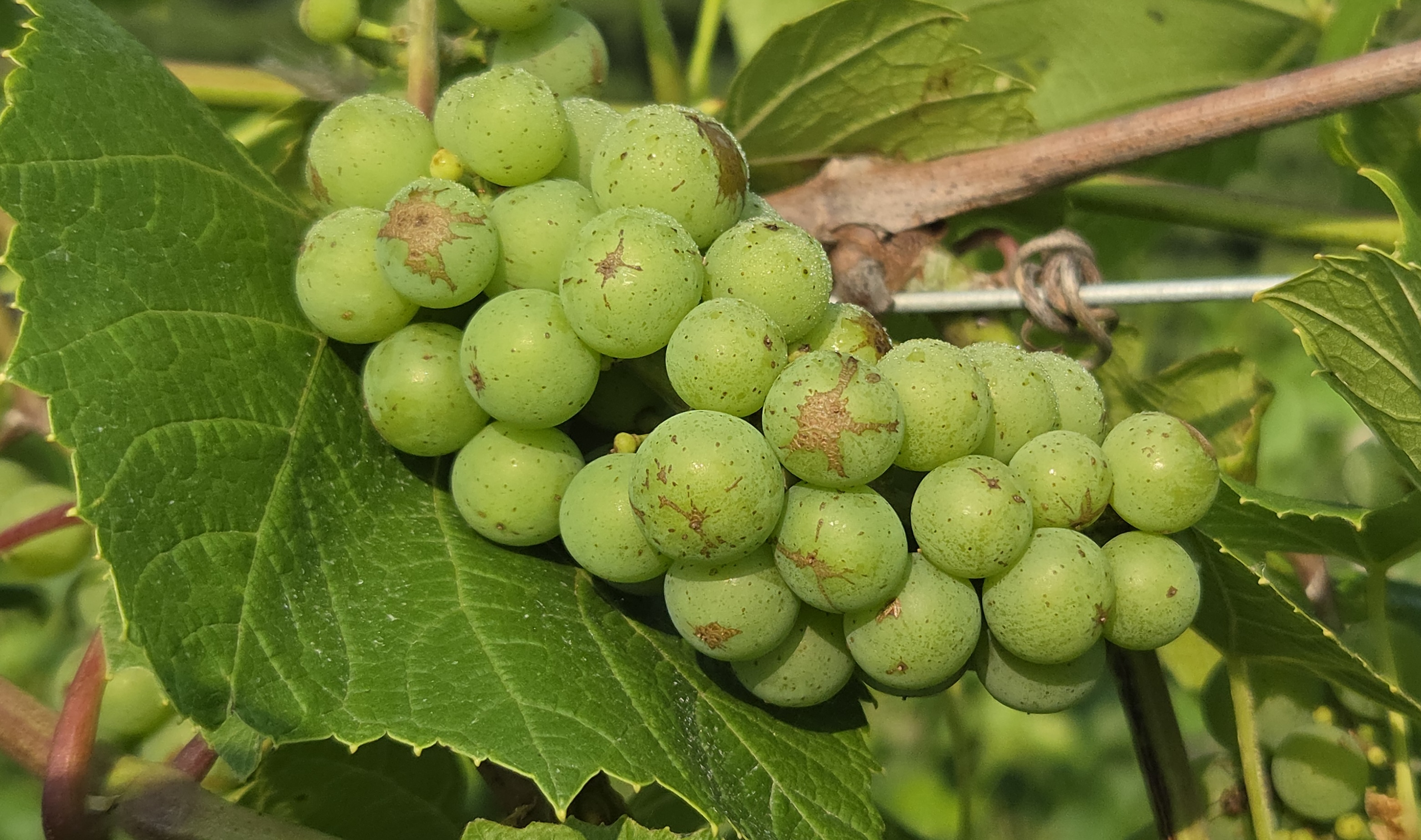 Green grapes with dry brown scars.